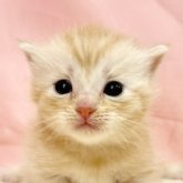 マンチカン(長足)