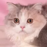 スコティッシュフォールド(立ち耳)