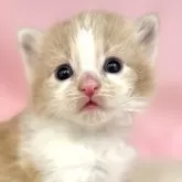ノルウェージャンフォレストキャット