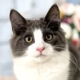 ノルウェージャンフォレストキャット