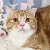 スコティッシュフォールド(立ち耳)