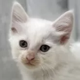 ノルウェージャンフォレストキャット