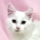 ノルウェージャンフォレストキャット