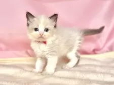 ラグドール【東京都・女の子・2025年6月11日・シールポイントバイカラー】の写真2