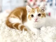 ミヌエット(長足)【東京都・男の子・2025年9月23日・レッドタビー&ホワイト】の写真2