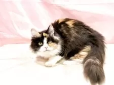 マンチカン(長足)【東京都・女の子・2025年4月16日・キャリコ】の写真2