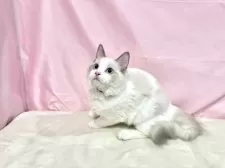 ラグドール【東京都・男の子・2025年6月27日・ブルーポイントバイカラー】の写真2