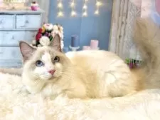 ラグドール【東京都・男の子・2025年3月27日・ブルーポイントバイカラー】の写真2