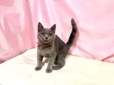 ブリティッシュショートヘア【東京都・女の子・2025年6月30日・ブルー】の写真2