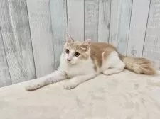ノルウェージャンフォレストキャット【東京都・男の子・2025年4月17日・クリーム&ホワイト】の写真2