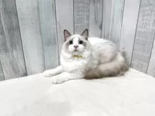 ラグドール【東京都・男の子・2025年4月13日・シールポイントバイカラー】の写真2