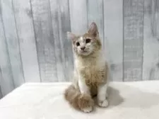 ノルウェージャンフォレストキャット【東京都・男の子・2025年7月2日・クリーム&ホワイト】の写真2