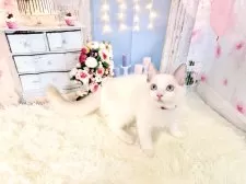 ラグドール【東京都・男の子・2025年8月21日・ブルーポイントバイカラー】の写真2