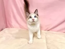 ラグドール【東京都・男の子・2025年7月13日・シールポイントバイカラー】の写真2