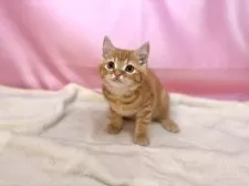 マンチカン(長足)【東京都・男の子・2025年4月25日・レッドタビー】の写真2