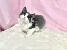 ノルウェージャンフォレストキャット【東京都・男の子・2025年8月2日・ブルー&ホワイト】の写真2