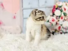 スコティッシュフォールド(折れ耳)【東京都・女の子・2025年10月11日・キャリコ】の写真3