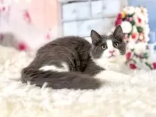 ノルウェージャンフォレストキャット【東京都・男の子・2025年8月2日・ブルー&ホワイト】の写真3