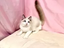 ラグドール【東京都・男の子・2025年7月13日・シールポイントバイカラー】の写真3