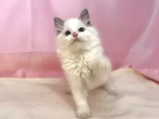 ラグドール【東京都・女の子・2025年4月4日・ブルーポイントバイカラー】の写真3