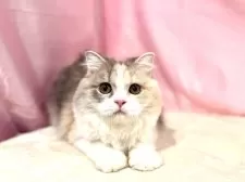 スコティッシュフォールド(立ち耳)【東京都・女の子・2025年4月18日・ダイリュートキャリコ】の写真3