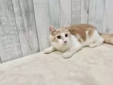 ノルウェージャンフォレストキャット【東京都・男の子・2025年4月17日・クリーム&ホワイト】の写真3