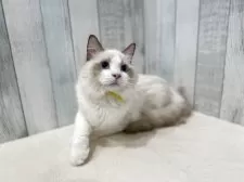 ラグドール【東京都・男の子・2025年4月13日・シールポイントバイカラー】の写真3