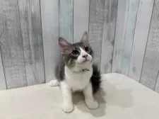 ノルウェージャンフォレストキャット【東京都・男の子・2025年5月15日・ブルー&ホワイト】の写真3