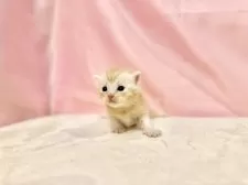 マンチカン(長足)【東京都・女の子・2025年10月11日・レッドタビー】の写真3