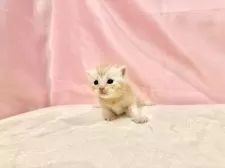 マンチカン(長足)【東京都・女の子・2025年10月11日・レッドタビー】の写真4