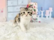 スコティッシュフォールド(折れ耳)【東京都・女の子・2025年10月11日・キャリコ】の写真4