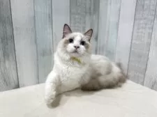 ラグドール【東京都・男の子・2025年4月13日・シールポイントバイカラー】の写真4