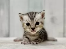 マンチカン(短足)【東京都・女の子・2025年8月23日・シルバータビー】の写真4