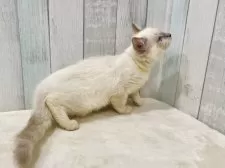 ラグドール【東京都・男の子・2025年6月11日・ブルーポイントミテッド】の写真9