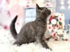 ブリティッシュショートヘア【東京都・男の子・2025年8月25日・ブルー】の写真4