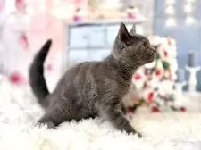 ブリティッシュショートヘア【東京都・男の子・2025年8月25日・ブルー】の写真5