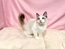 ラグドール【東京都・男の子・2025年7月13日・シールポイントバイカラー】の写真5