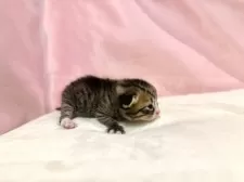 マンチカン(長足)【東京都・女の子・2025年10月19日・ブラウンタビー&ホワイト】の写真5