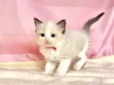 ラグドール【東京都・女の子・2025年6月11日・シールポイントバイカラー】の写真5