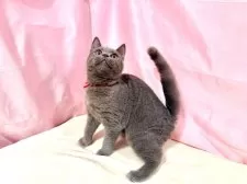 ブリティッシュショートヘア【東京都・女の子・2025年6月30日・ブルー】の写真5