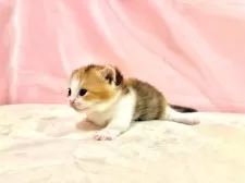 マンチカン(短足)【東京都・女の子・2025年10月11日・キャリコ】の写真5