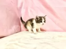 ノルウェージャンフォレストキャット【東京都・女の子・2025年10月3日・ダイリュートキャリコ】の写真5