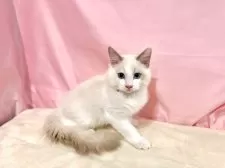 ラグドール【東京都・男の子・2025年7月13日・ブルーポイントバイカラー】の写真5