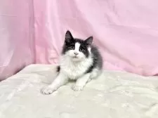 ノルウェージャンフォレストキャット【東京都・男の子・2025年8月2日・ブルー&ホワイト】の写真5