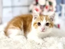 ミヌエット(長足)【東京都・男の子・2025年9月23日・レッドタビー&ホワイト】の写真5