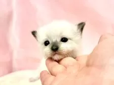 ラグドール【東京都・女の子・2025年10月11日・ブルーポイントミテッド】の写真5