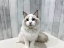 ラグドール【東京都・男の子・2025年4月13日・シールポイントバイカラー】の写真5