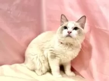 ラグドール【東京都・男の子・2025年3月27日・ブルーポイントバイカラー】の写真5