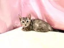 マンチカン(短足)【東京都・女の子・2025年8月23日・トーティ】の写真5