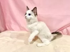 ラグドール【東京都・女の子・2025年7月13日・シールポイントバイカラー】の写真5